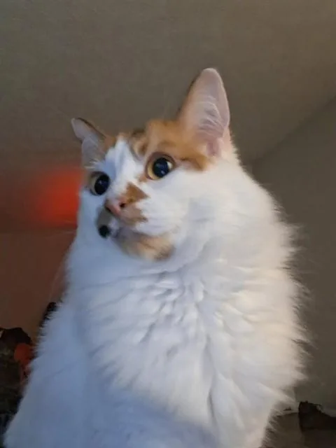 Kira