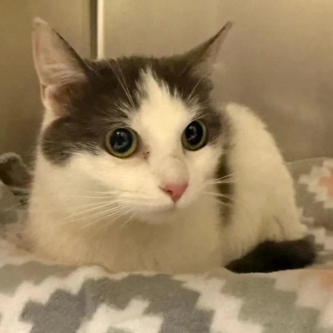A young medium-sized female White Domestic Short Hair cat named Dolly for adoption in Sonoma, CA