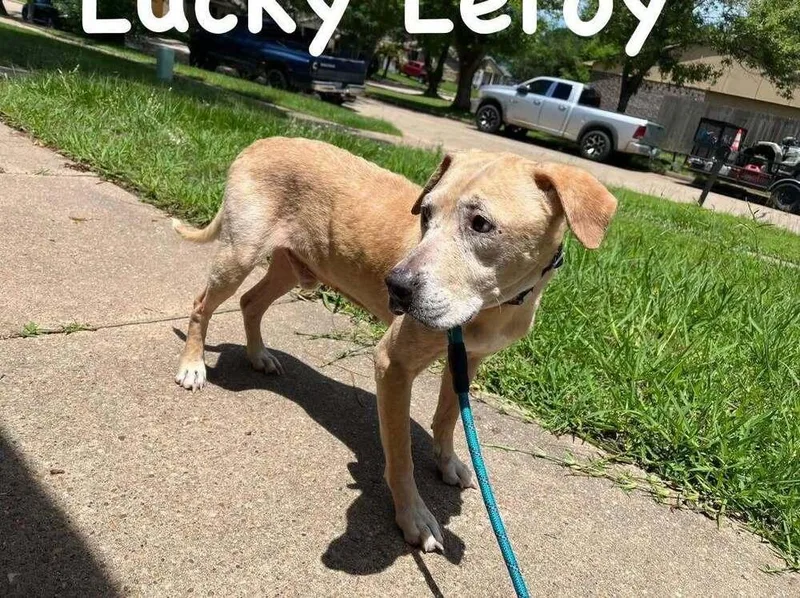 Lucky Leroy