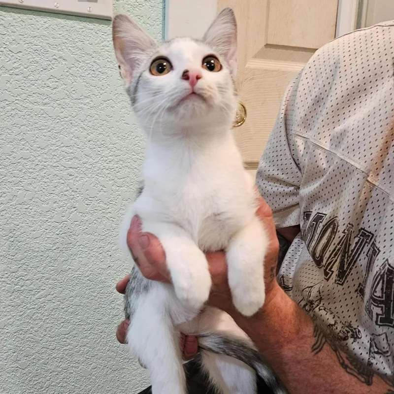 A baby small-sized female White Domestic Short Hair cat named Agatha the Explorer for adoption in Elverta, CA