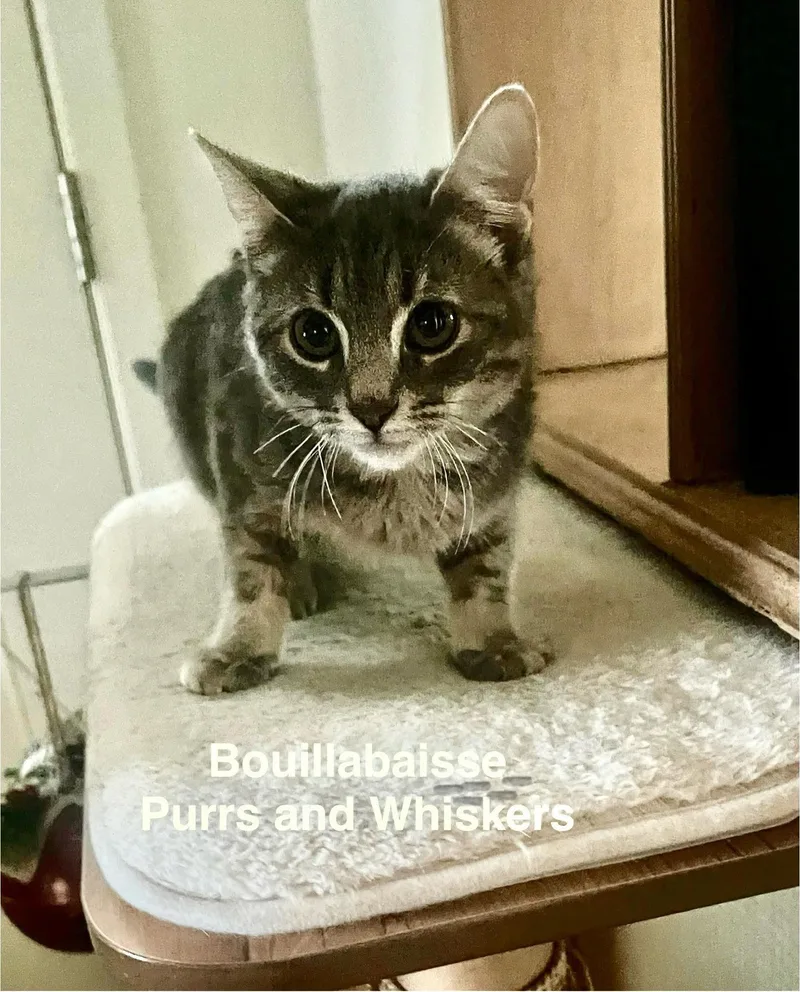 A baby medium-sized female Gray / Blue / Silver Domestic Short Hair cat named Bouillabaisse for adoption in New Hartford, NY