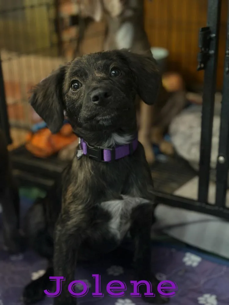 A baby small-sized female Tricolor (Brown, Black, & White) Chihuahua dog named Jolene for adoption in Pleasant Hill, CA