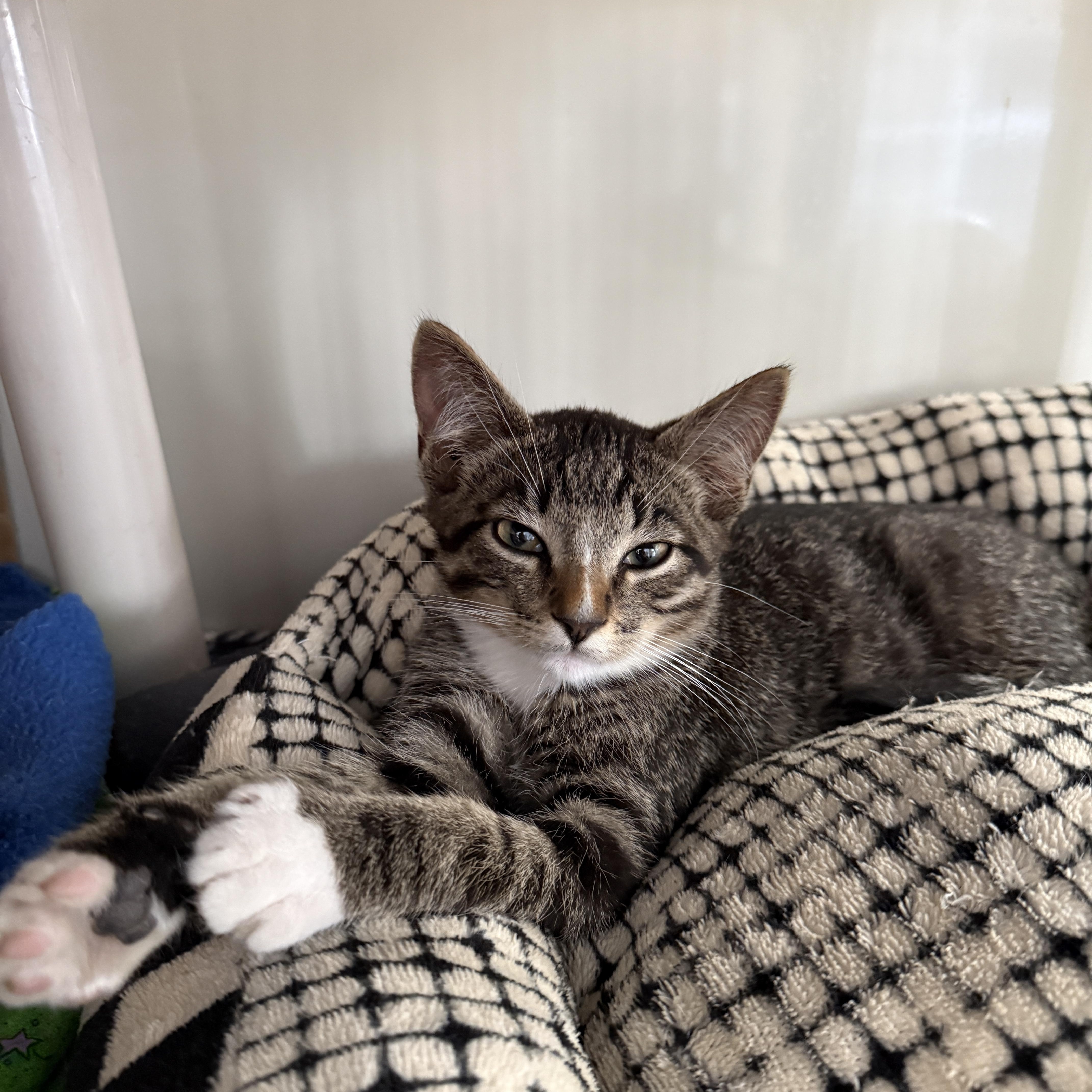 A baby medium-sized male Tabby (Brown / Chocolate) Domestic Short Hair cat named Whole Wheat for adoption in Oconto, WI
