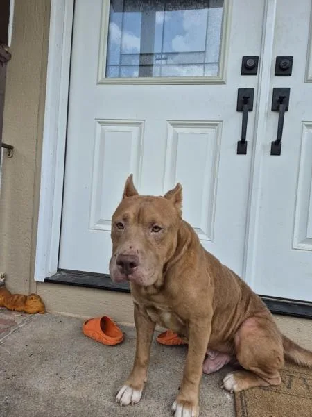 An adult medium-sized male Pit Bull Terrier dog named Pen  Xavier for adoption in Lawrenceville, GA