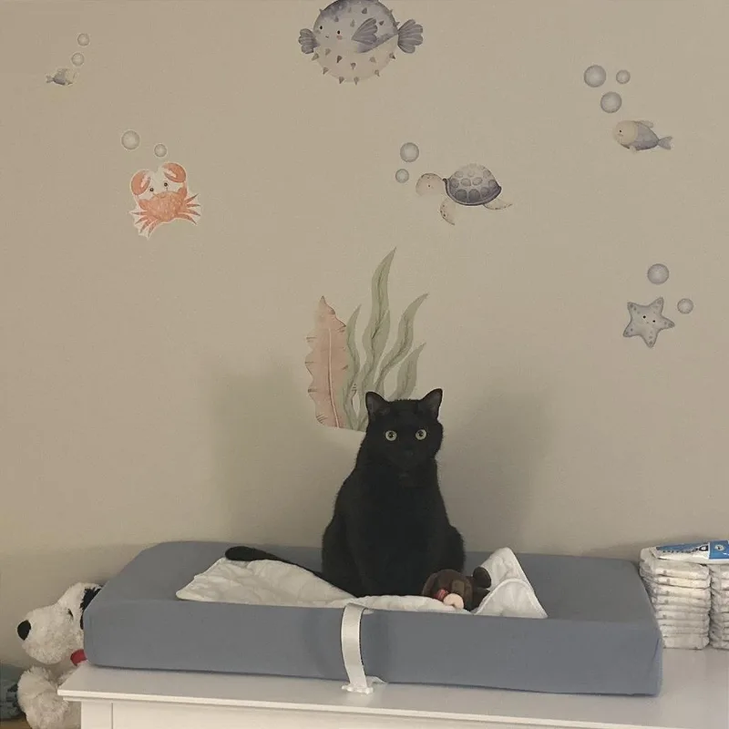 An adult large-sized male Black Domestic Short Hair cat named Bagheera for adoption in Chattanooga, TN