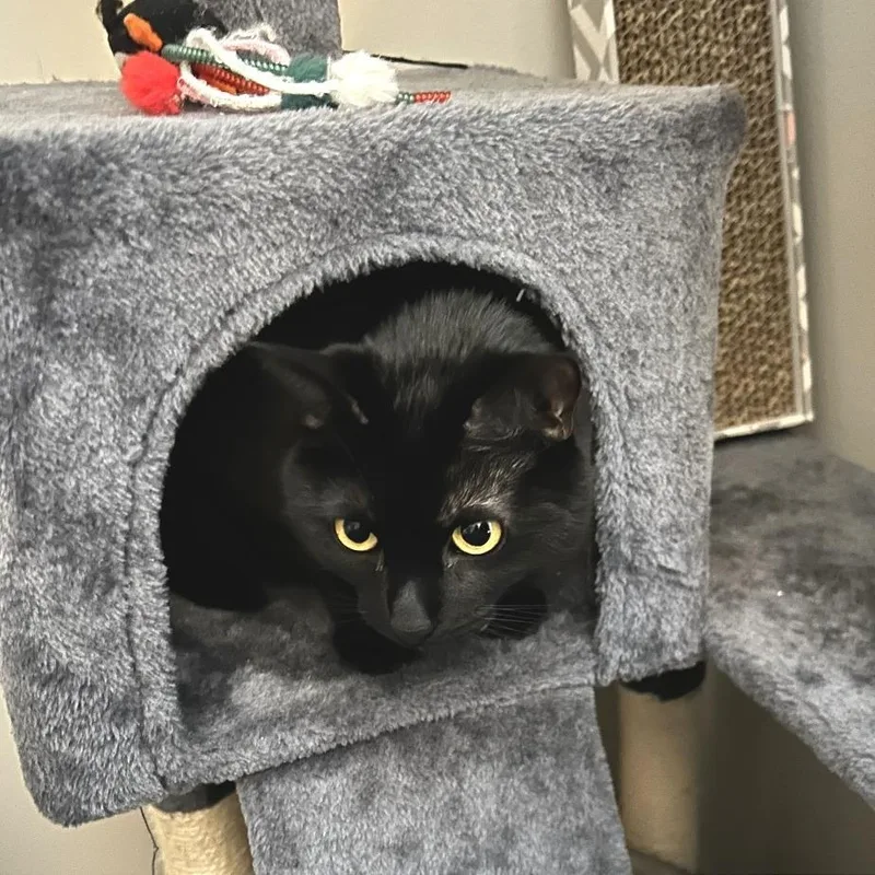 Bagheera thumbnail 2