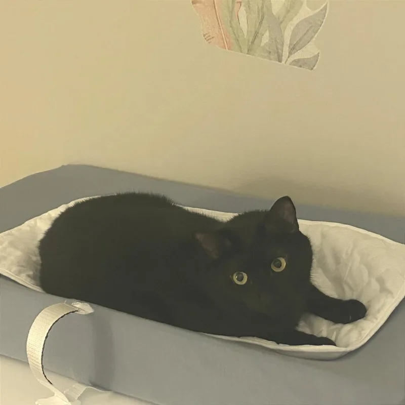 Bagheera thumbnail 3