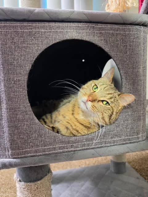 An adult medium-sized male Domestic Short Hair cat named Toluene for adoption in Livonia, MI