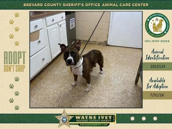 An adult large-sized male Mixed Breed dog named Spot for adoption in Melbourne, FL
