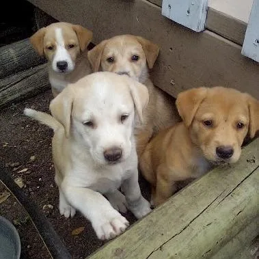 A baby medium-sized female Yellow / Tan / Blond / Fawn Yellow Labrador Retriever dog named Amora for adoption in Deerfield, IL