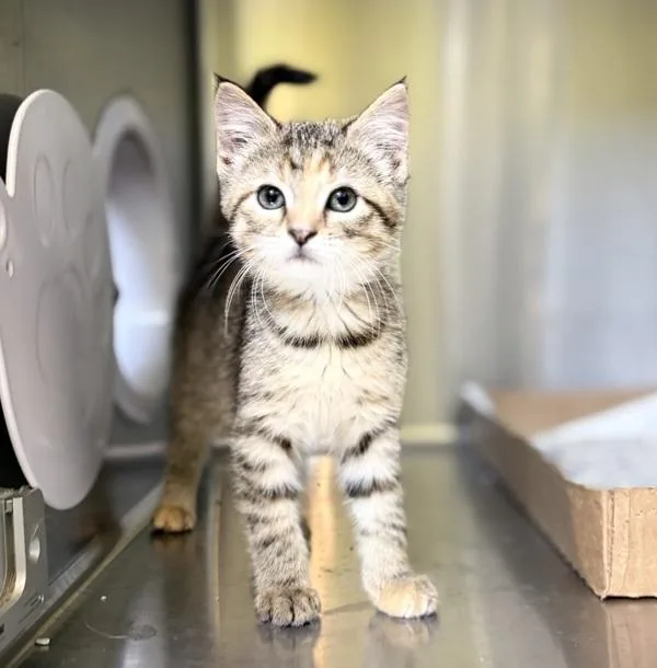 A baby small-sized female Domestic Short Hair cat named Karma for adoption in Sioux City, IA