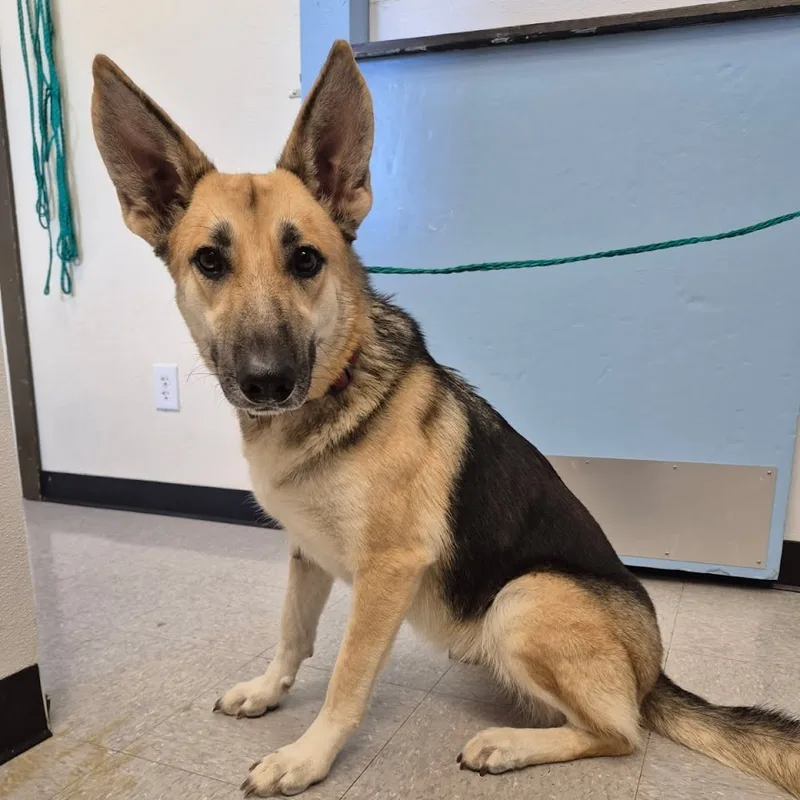 A young medium-sized female German Shepherd Dog dog named Reyna for adoption in Bastrop, TX