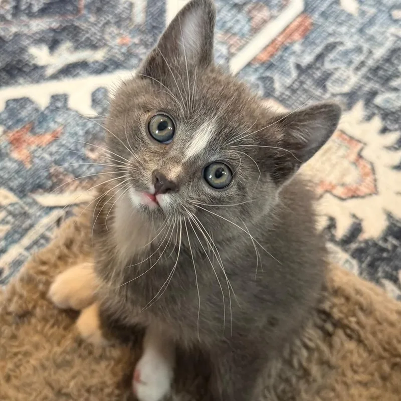 A baby small-sized male Gray / Blue / Silver Domestic Short Hair cat named Sterling for adoption in Roselle, IL
