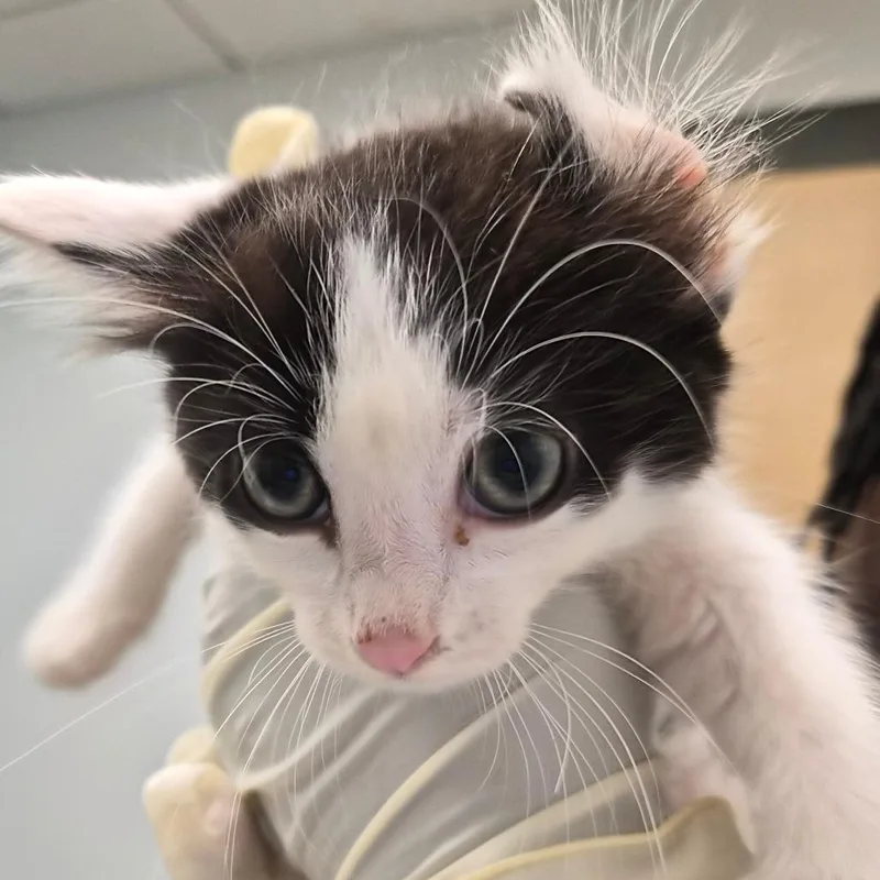 A baby small-sized male Black Domestic Short Hair cat named Marshmallow for adoption in Jacksonville, FL