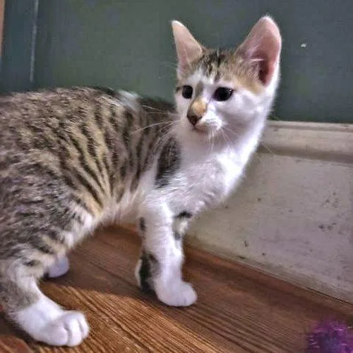 A baby medium-sized male Tabby cat named Milo for adoption in Rutherfordton, NC
