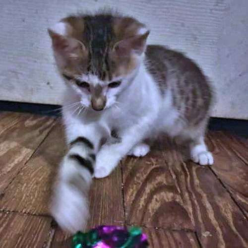 Milo thumbnail 2
