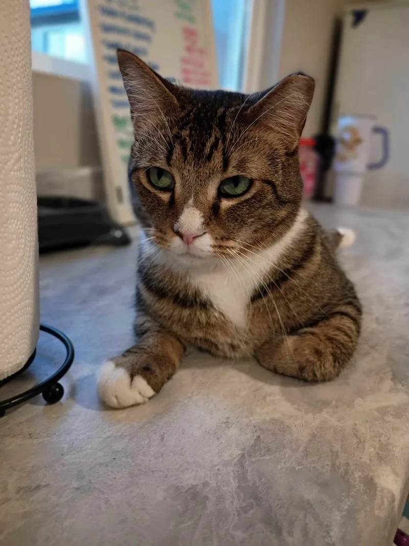 Buddy Nov thumbnail 3