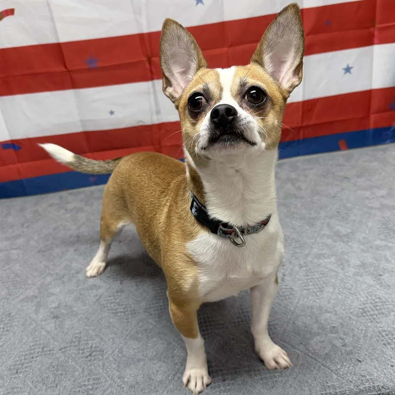 An adult small-sized male Brown / Chocolate Chihuahua dog named Jinkies for adoption in Urbana, OH