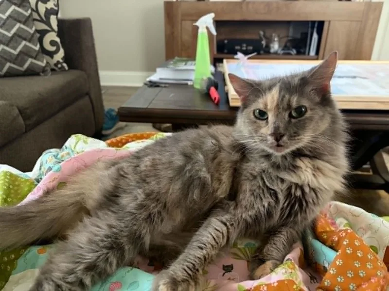 An adult medium-sized female Dilute Tortoiseshell cat named Lonny for adoption in Wilmington, NC