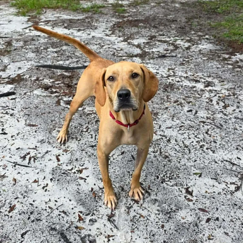 An adult medium-sized male Hound dog named Pumpkin for adoption in Umatilla, FL