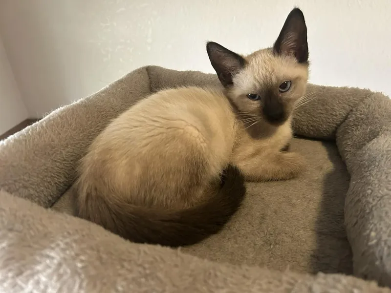 A baby small-sized male Buff / Tan / Fawn Domestic Medium Hair cat named Sheridan Johnson for adoption in Chandler, AZ