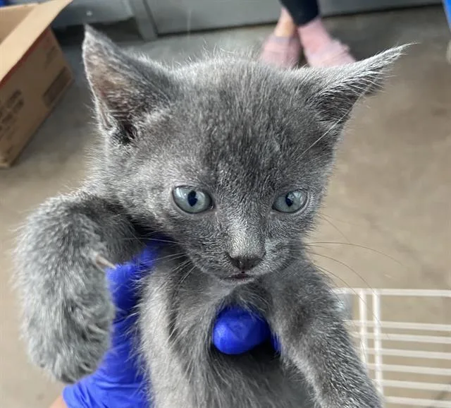 A baby medium-sized female Domestic Short Hair cat named Meridith Grey for adoption in Dallas, TX