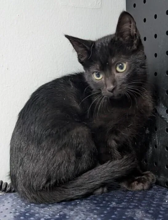 A baby small-sized male Black Domestic Short Hair cat named Wright for adoption in Anoka, MN