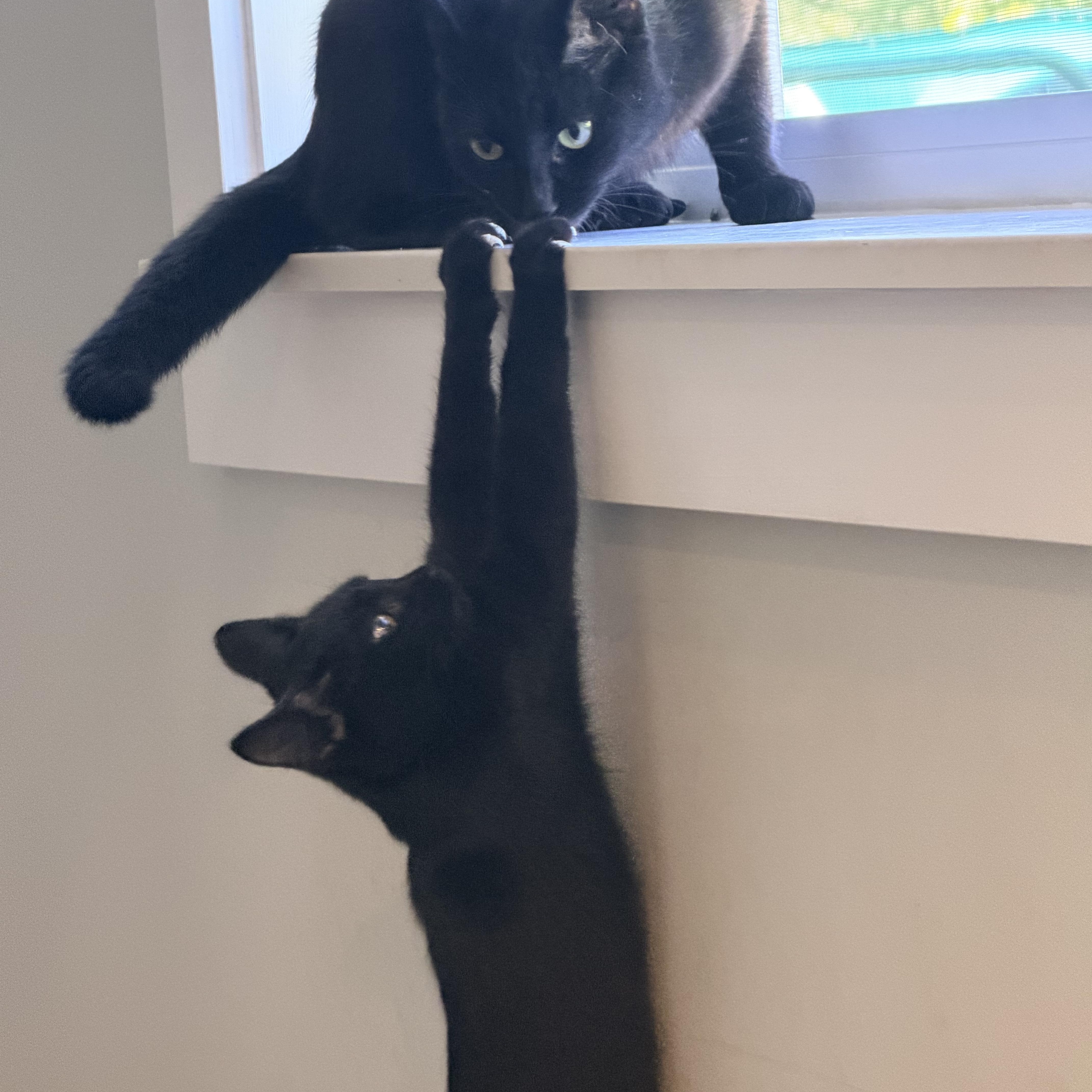 Beltza and Zianna
