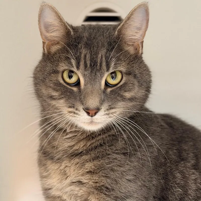An adult large-sized male Gray / Blue / Silver Domestic Short Hair cat named Sky for adoption in Champaign, IL
