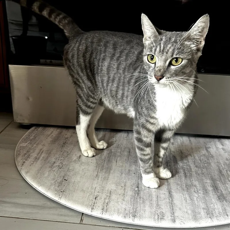A young small-sized female Gray / Blue / Silver Domestic Short Hair cat named Fana for adoption in Long Beach, CA