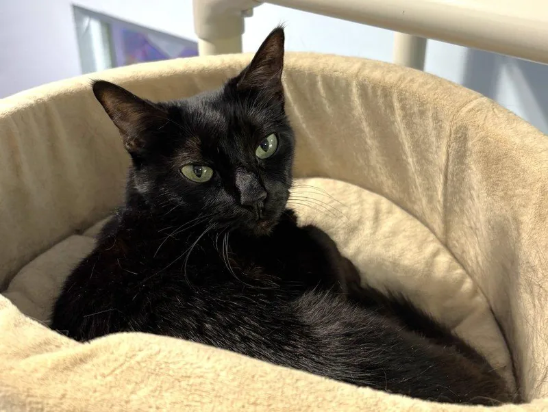 An adult medium-sized female Black Domestic Short Hair cat named Fancy Apple for adoption in Colorado Springs, CO