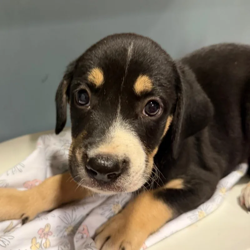 A baby small-sized female Yellow / Tan / Blond / Fawn Mixed Breed dog named Mandarin for adoption in Chattanooga, TN