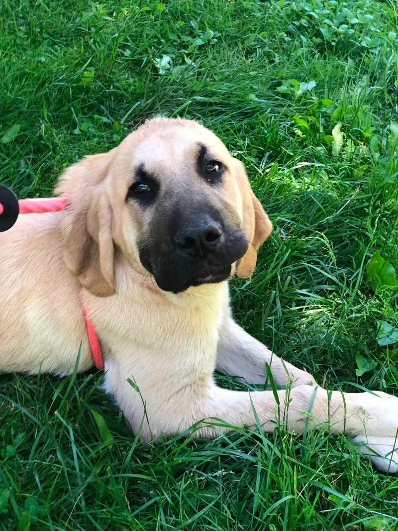 A young extra large-sized male Anatolian Shepherd dog named Baldwin for adoption in Elkins, WV
