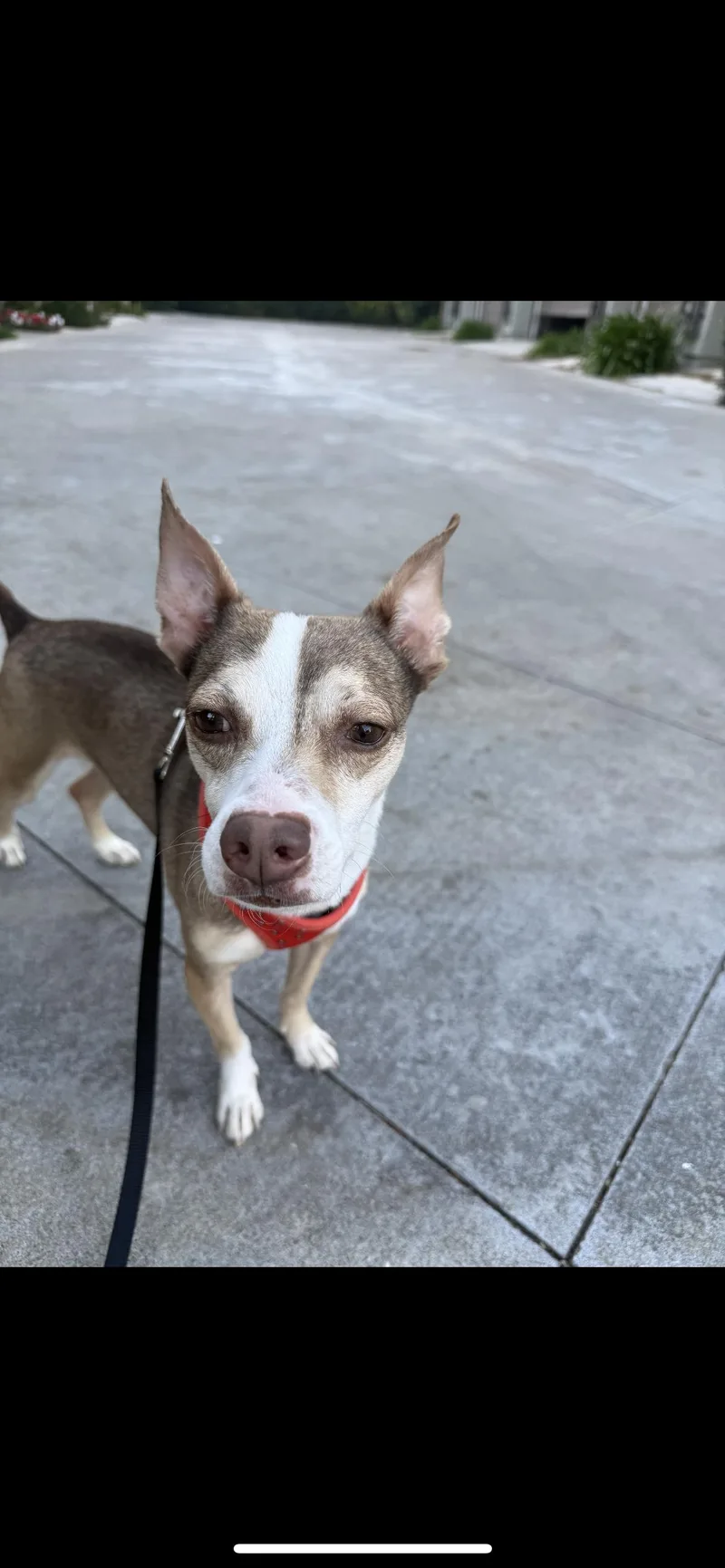 Pistachio thumbnail 2