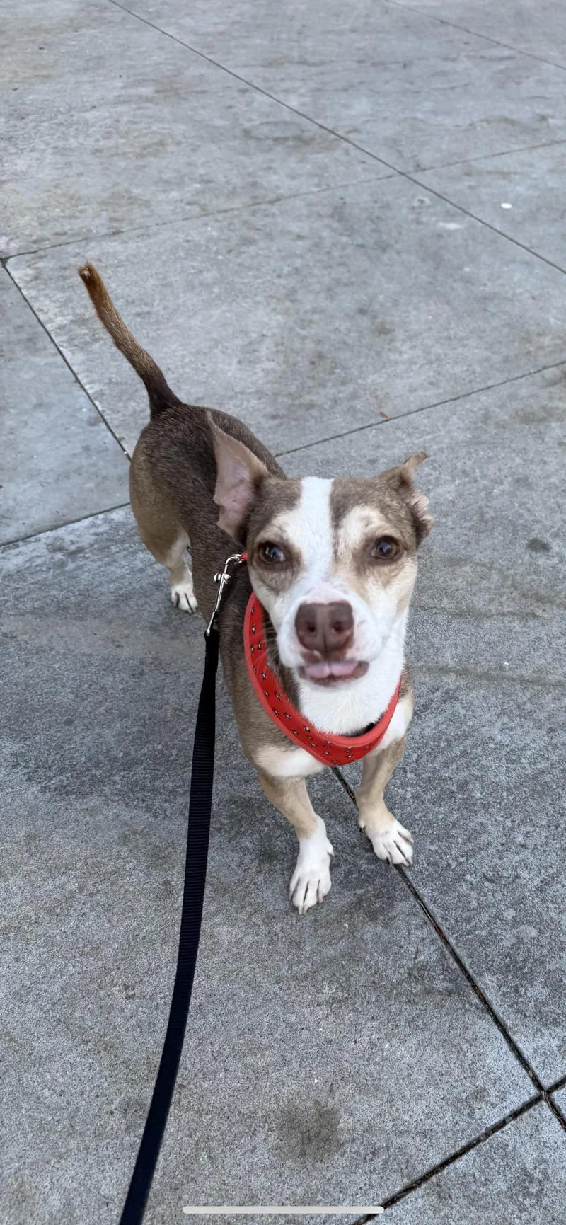 Pistachio thumbnail 4