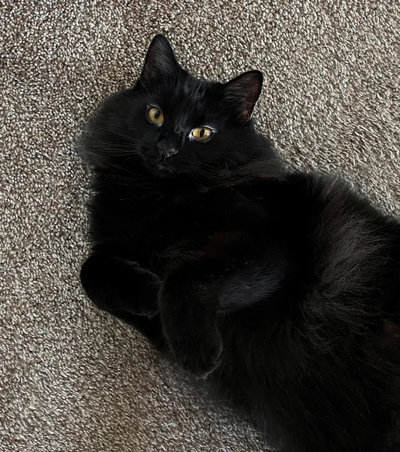 An adult medium-sized male Domestic Long Hair cat named BEEF   Offered for adoption in Hillsboro, OR