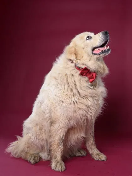A senior extra large-sized male White / Cream Great Pyrenees dog named Baxter for adoption in East Haddam, CT