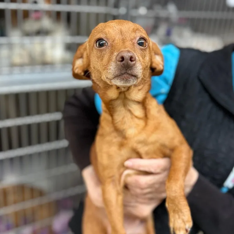 A young small-sized female Red / Chestnut / Orange Chihuahua dog named Lil Bit for adoption in Denison, TX