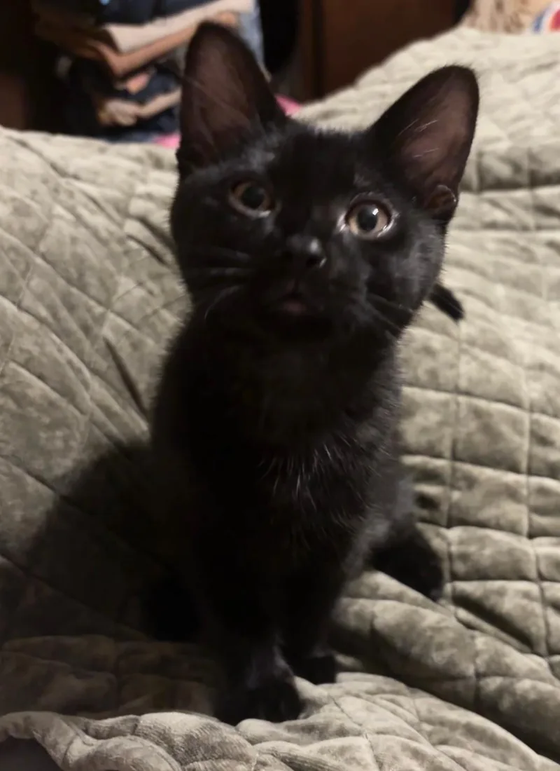 A baby medium-sized female Black Domestic Short Hair cat named Emerald for adoption in Mokena, IL