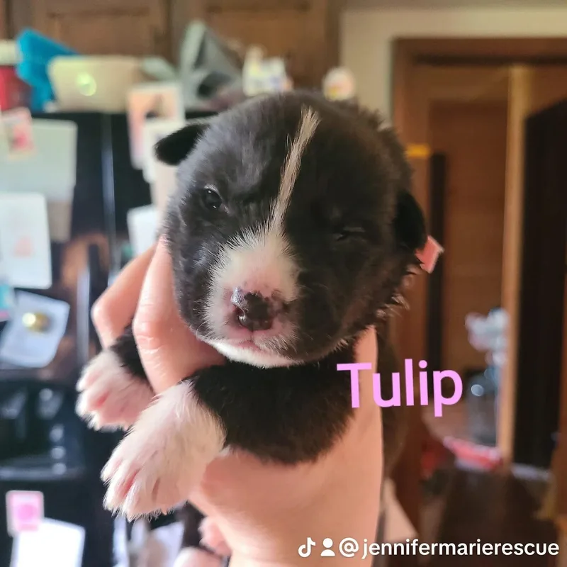 A baby medium-sized female Pit Bull Terrier dog named Tulip for adoption in Pleasant Ridge, MI