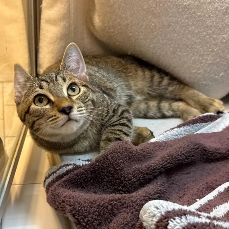 A baby medium-sized male Brown / Chocolate Domestic Short Hair cat named Kota for adoption in Pittsburgh, PA