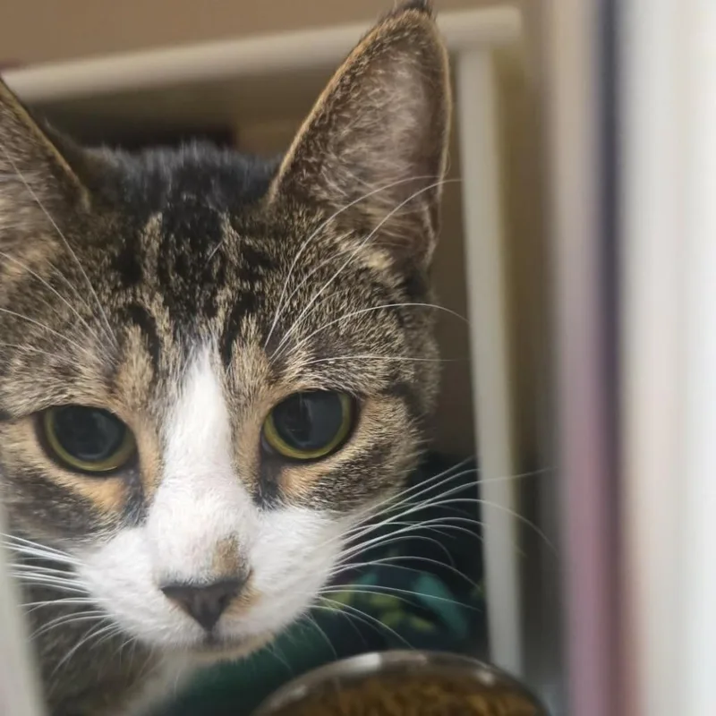 An adult medium-sized female Domestic Short Hair cat named Cheeseburger for adoption in Salisbury, MA