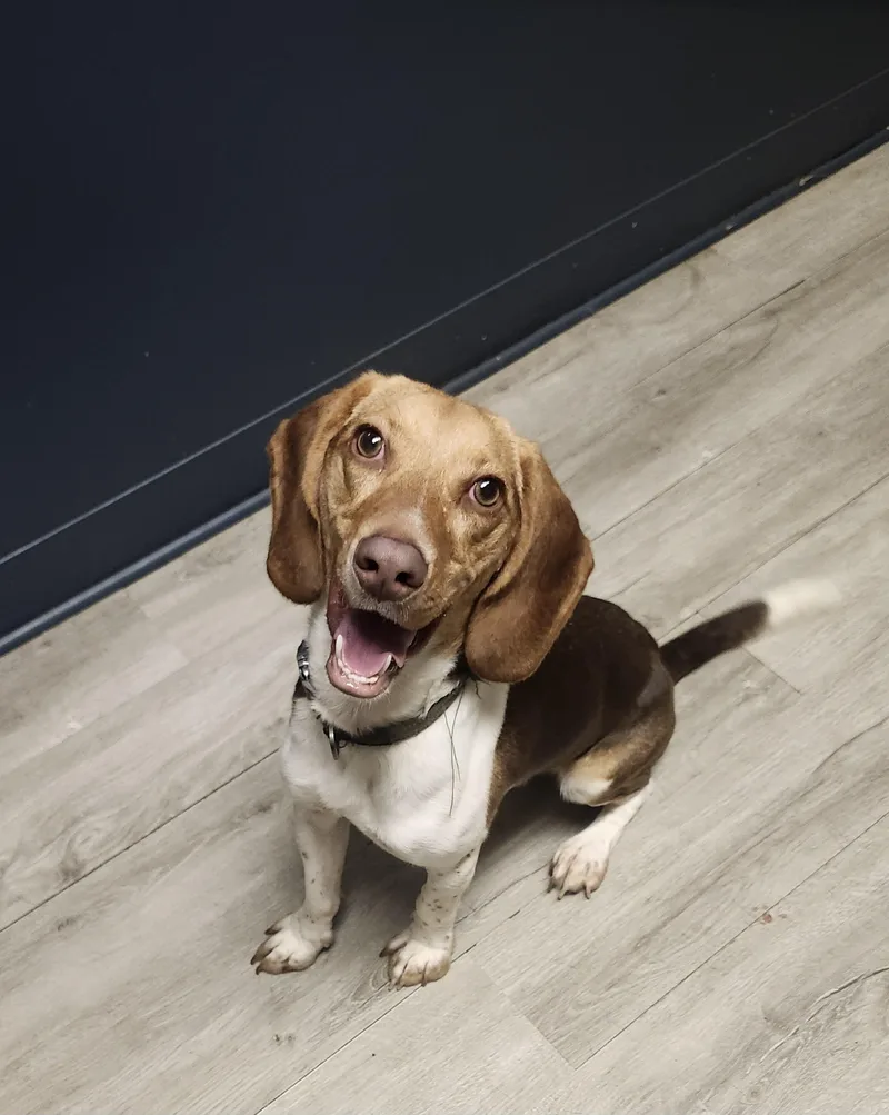 A young small-sized male Beagle dog named Stroganaff for adoption in Mansfield, OH