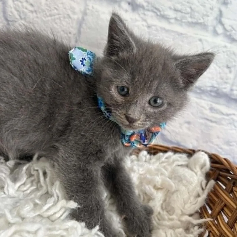 A baby small-sized male Gray / Blue / Silver Domestic Short Hair cat named Eeny for adoption in Harrisonburg, VA