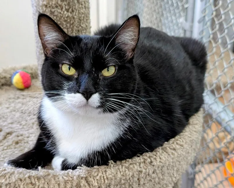 Mama Cookie thumbnail 2