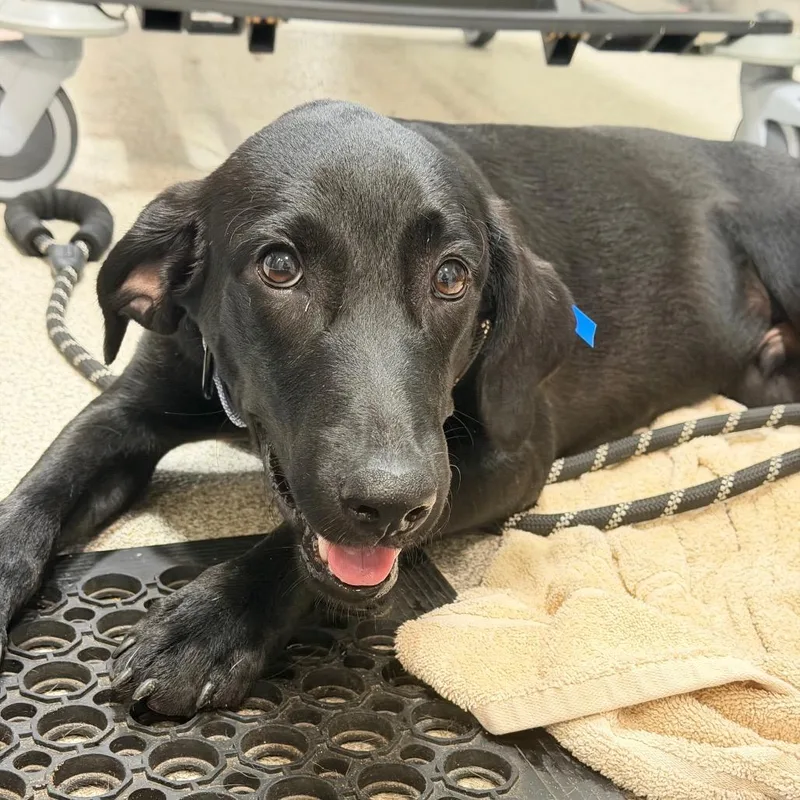 A baby medium-sized male Black Mixed Breed dog named Blue for adoption in Englewood, FL