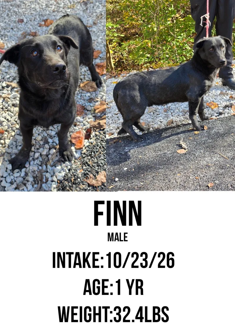 A young medium-sized male Black Shepherd dog named Finn for adoption in Staffordsville, KY