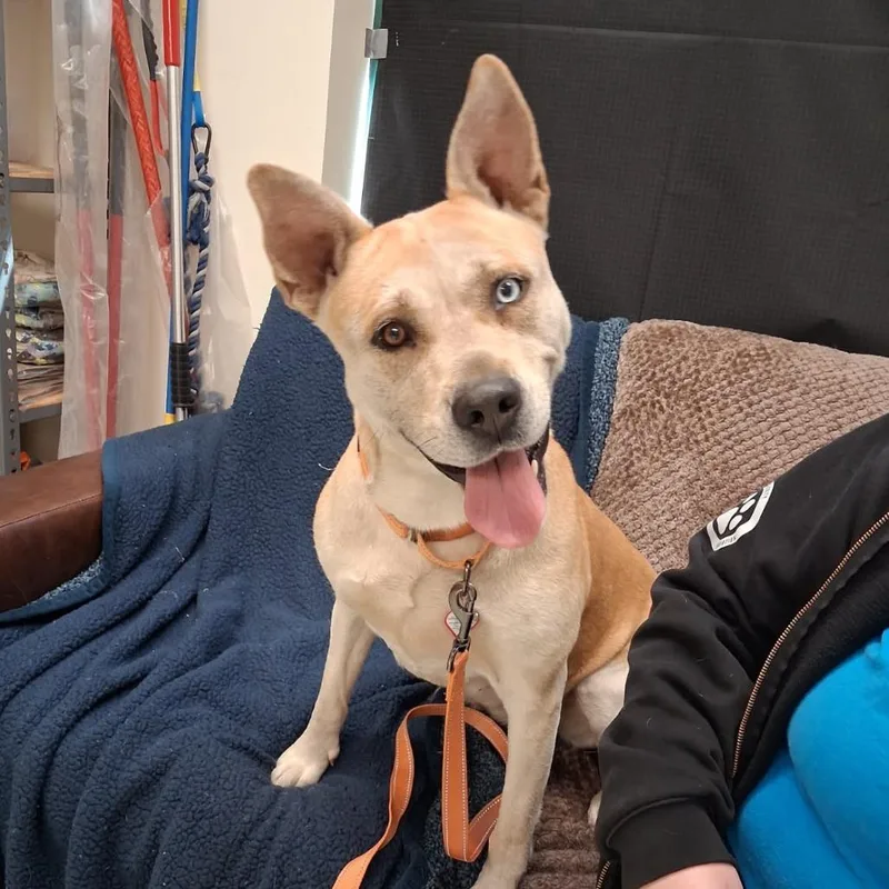 An adult large-sized female Yellow / Tan / Blond / Fawn Pit Bull Terrier dog named Jade $ for adoption in Springfield, MA