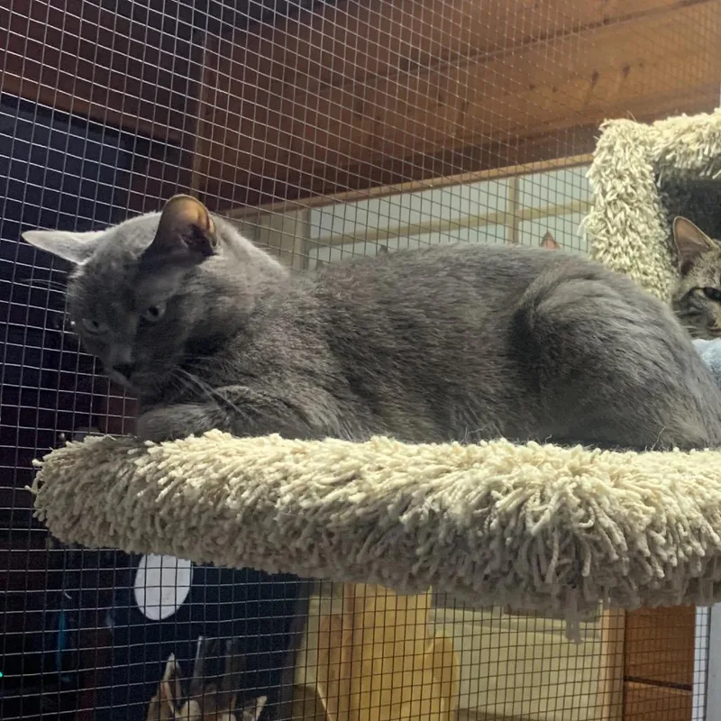 An adult small-sized female Gray / Blue / Silver Domestic Short Hair cat named Piper for adoption in Grass Valley, CA