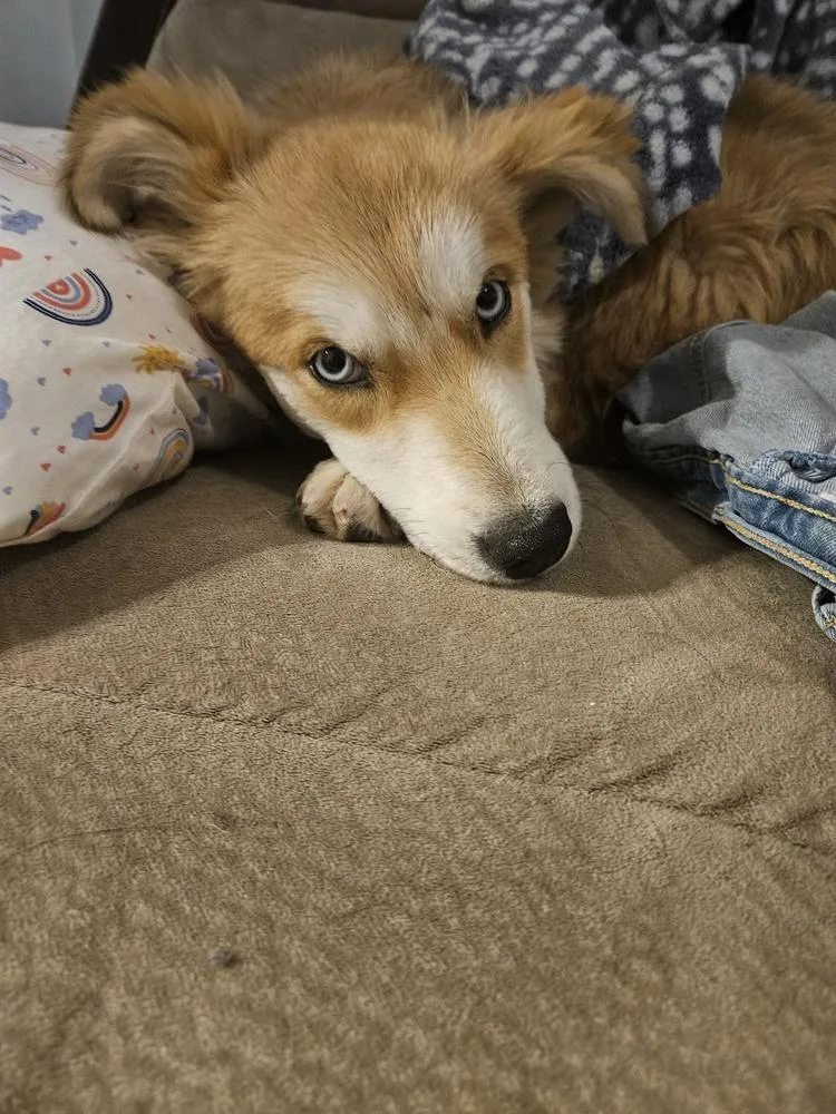 Honey Pw thumbnail 3